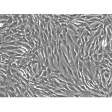 Rat Adipose Derived Stem Cells (rADSCs, Brown fat)